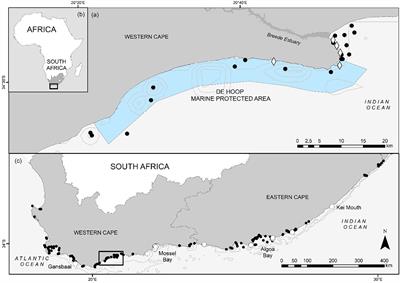 Acoustic tracking of a threatened juvenile shark species, the smooth hammerhead (Sphyrna zygaena), reveals vulnerability to exploitation at the boundary of a marine reserve